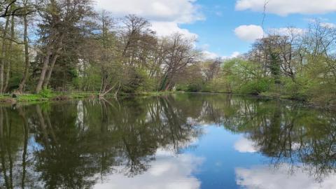 Im Sennfelder See spiegeln sich die Bäume