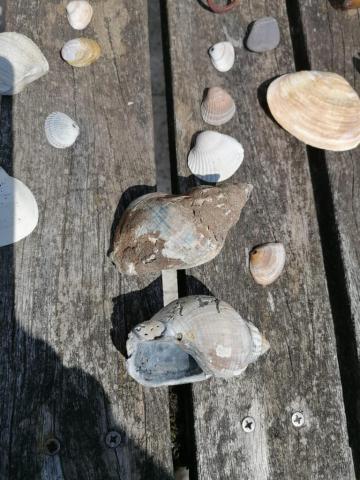 Wellhornschnecken