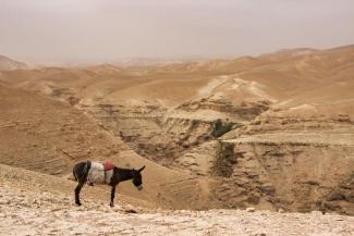Ein Esel mit Stoffsattel vor einer Wüstenlandschaft
